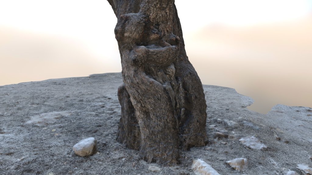 Sabino Canyon Bear Hugging Tree