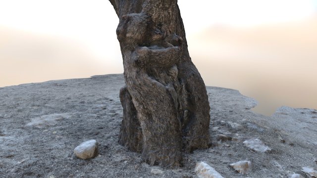 Sabino Canyon Bear Hugging Tree 3D Model