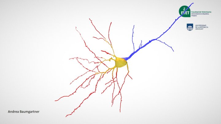 Pyramidal neuron 3D Model