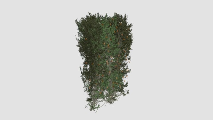 hedge 3D Model