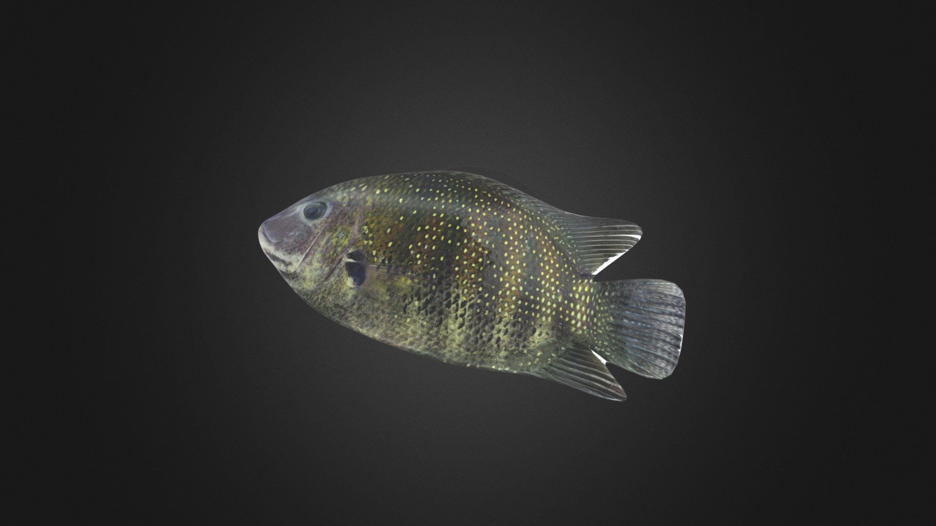 Pearl Spot_Fish_Anil