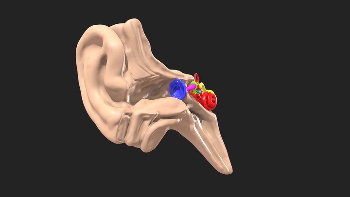 The Anatomy of the Ear - Project Runway 3D Model