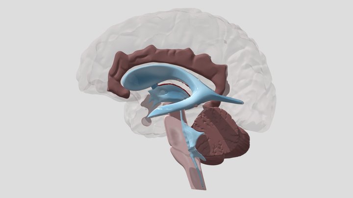 Brain ventricles 3D Model
