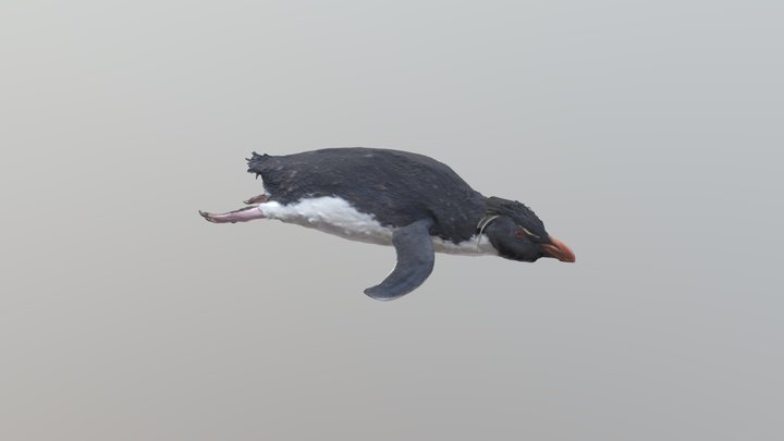 イワトビペンギン Rockhopper Penguin 3D Model