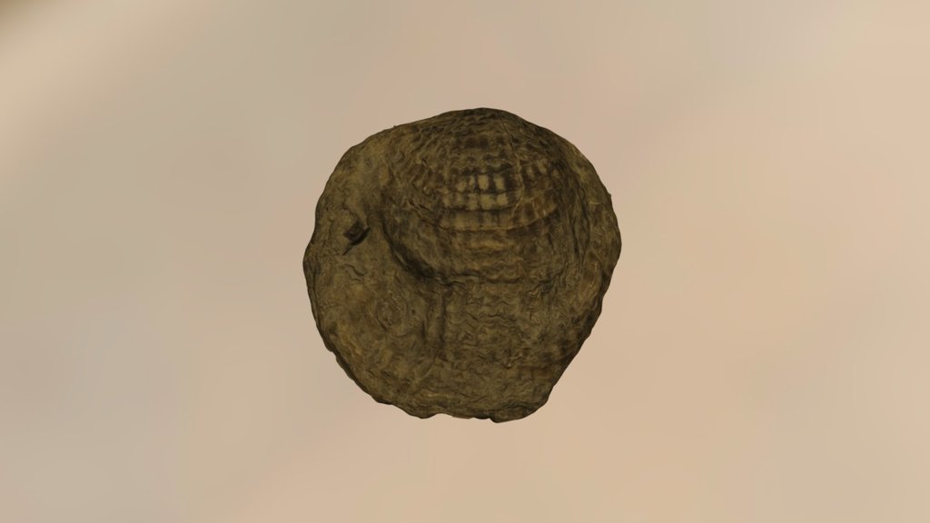 Brachiopod 10