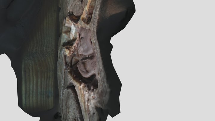 Sagittal Head-Anterior View Turbinates 3D Model