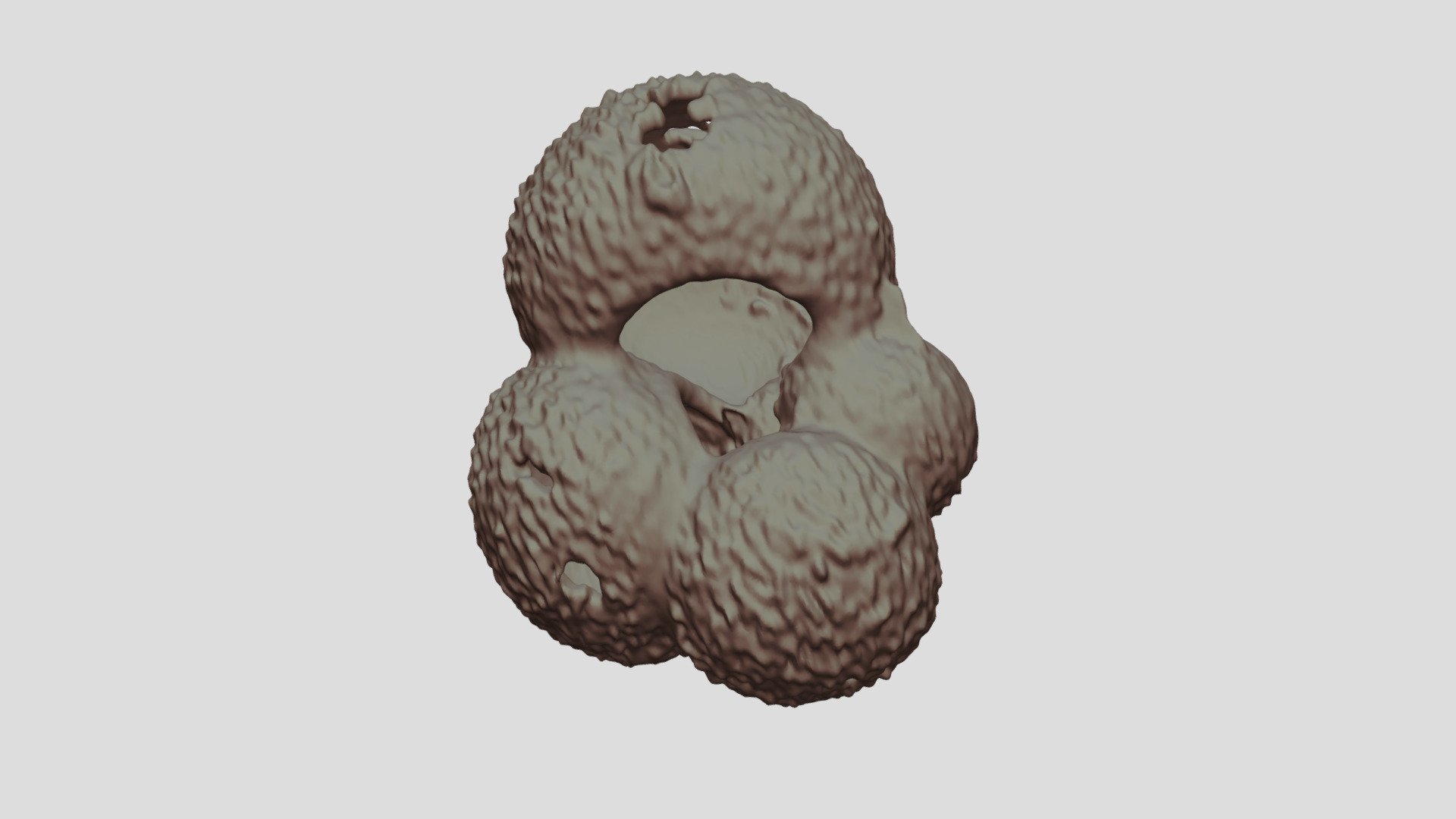 Globigerina bulloides [Geo B8502 865cm Shell-3]