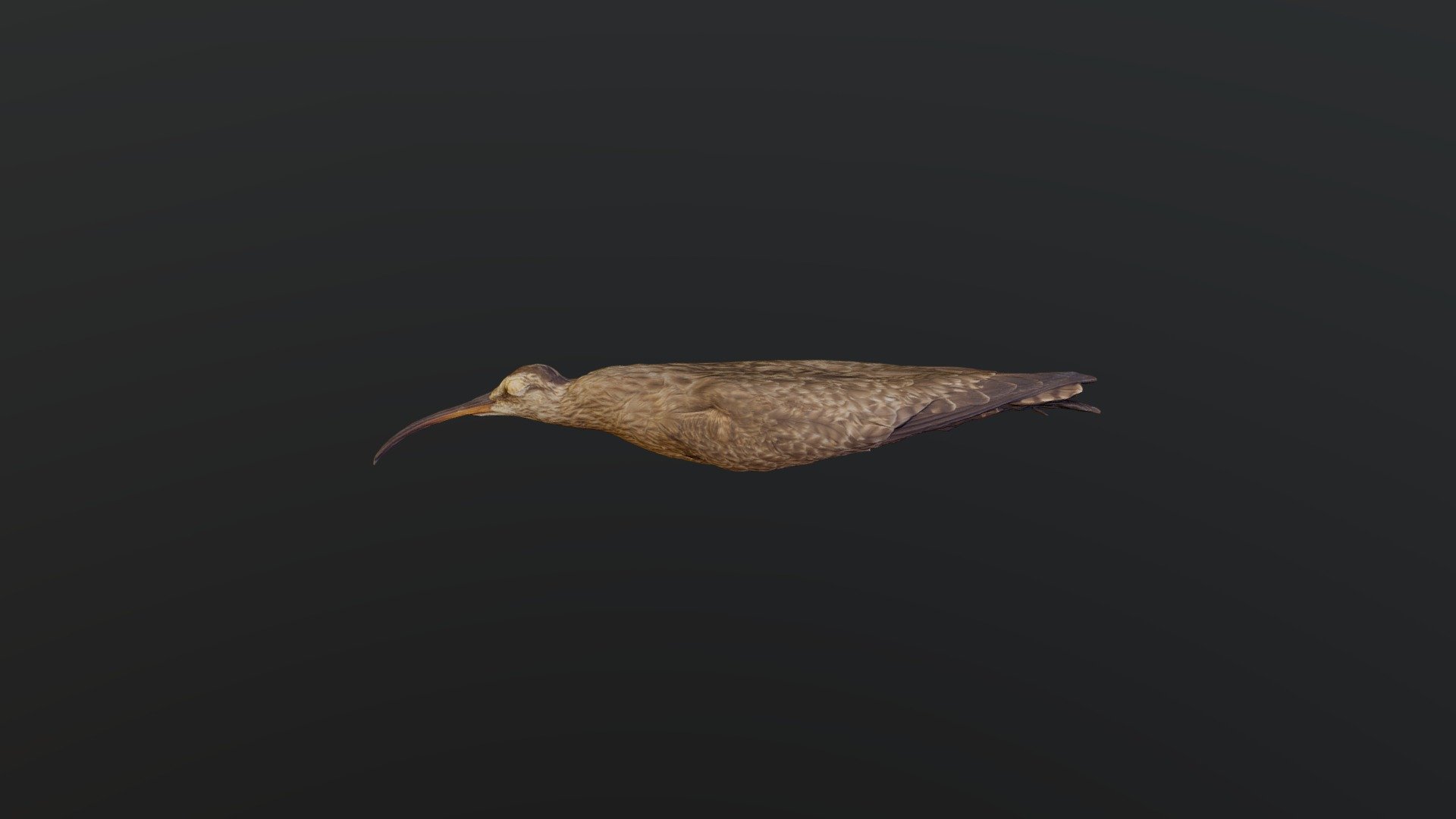 Whimbrel - Numenius phaeopus