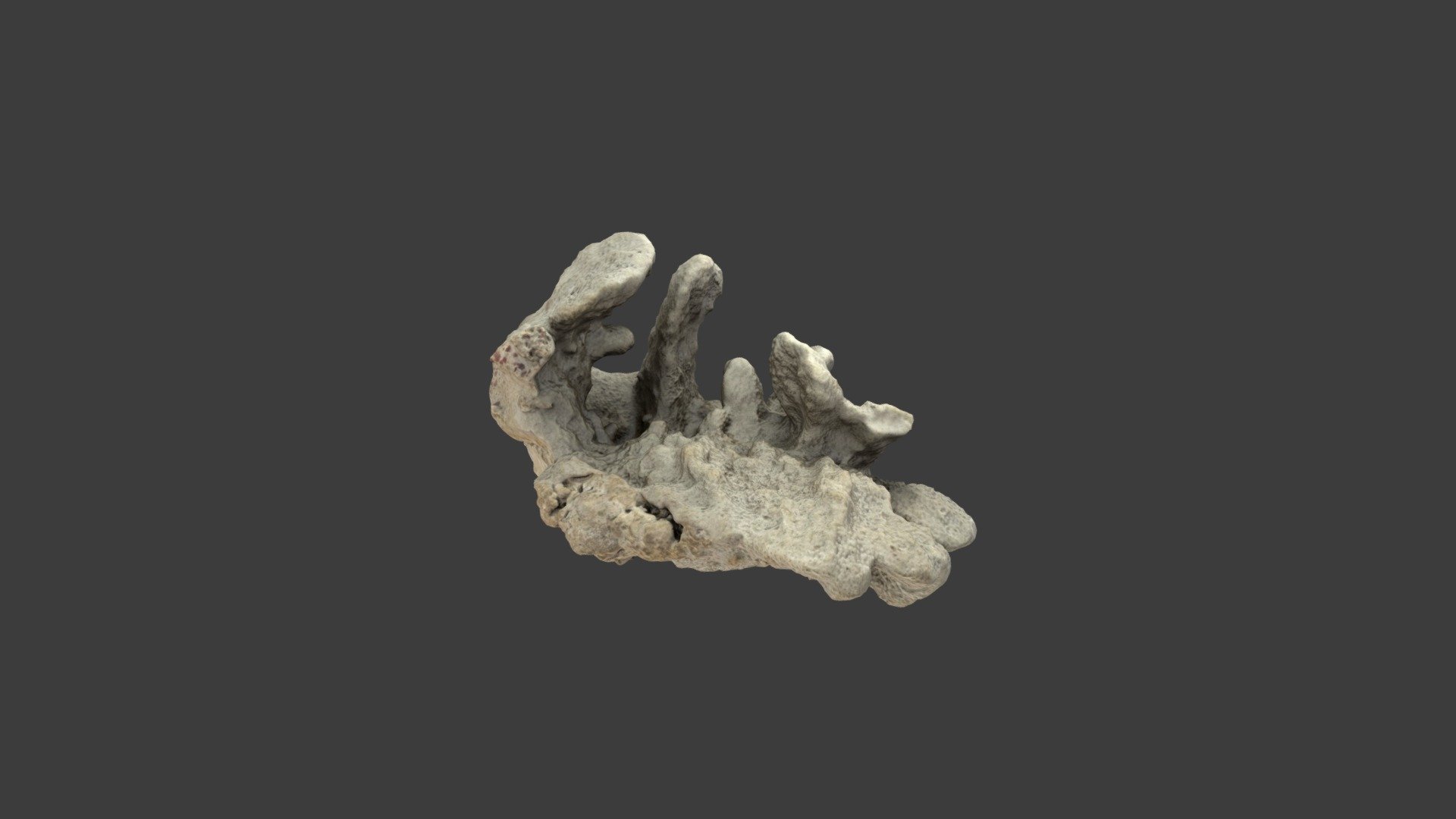 Madrepora cuneata