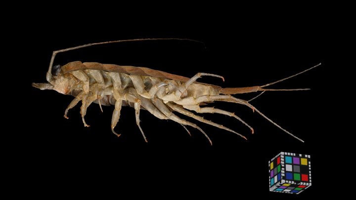 フナムシ Semiterrestrial Isopod Ligia Exotica Download Free 3d Model By Ffish Asia Florazia Com A3a42e4 Sketchfab