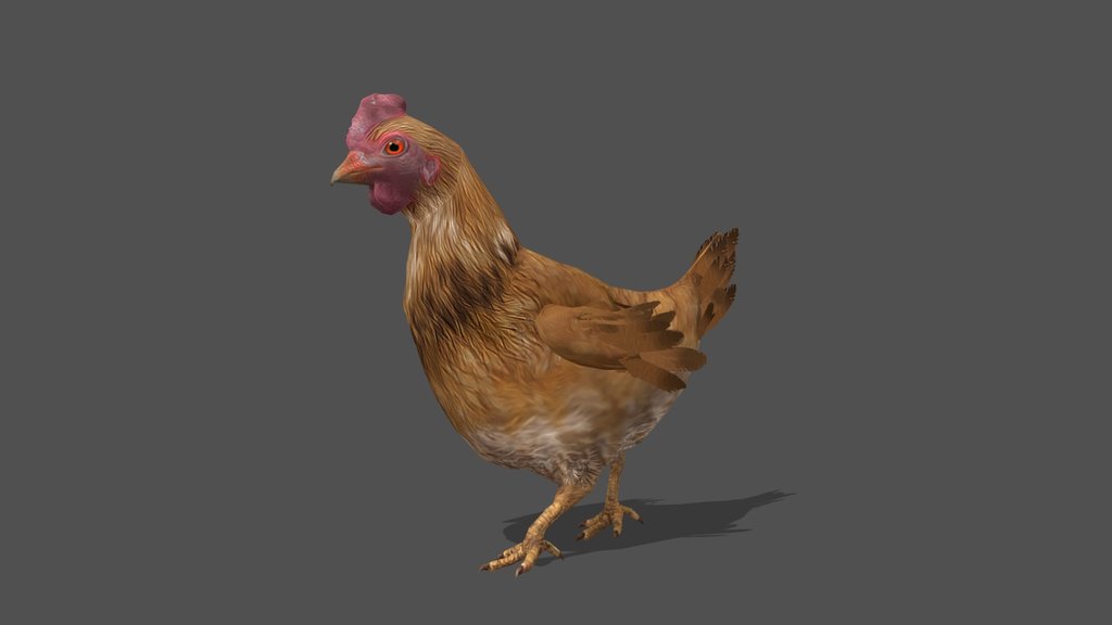 Animated Chicken – 3D Animal Model