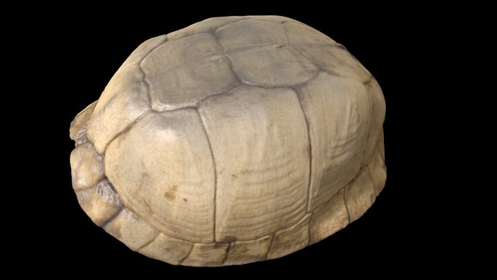 Box Turtle Shell Bones 3D Model