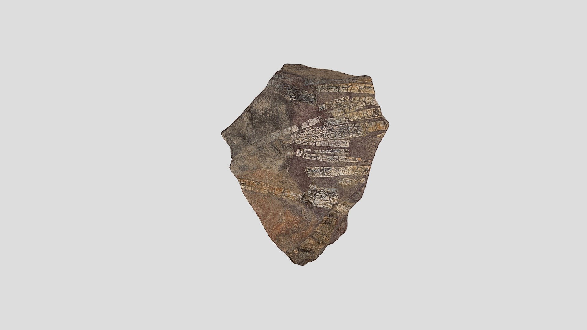 Fossilized Ichthyosaur ribbones