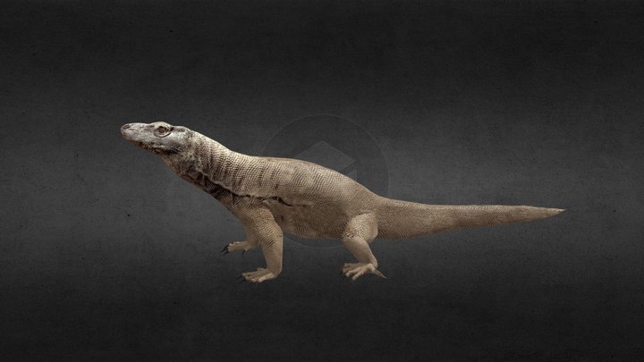 Komodo 3D Model
