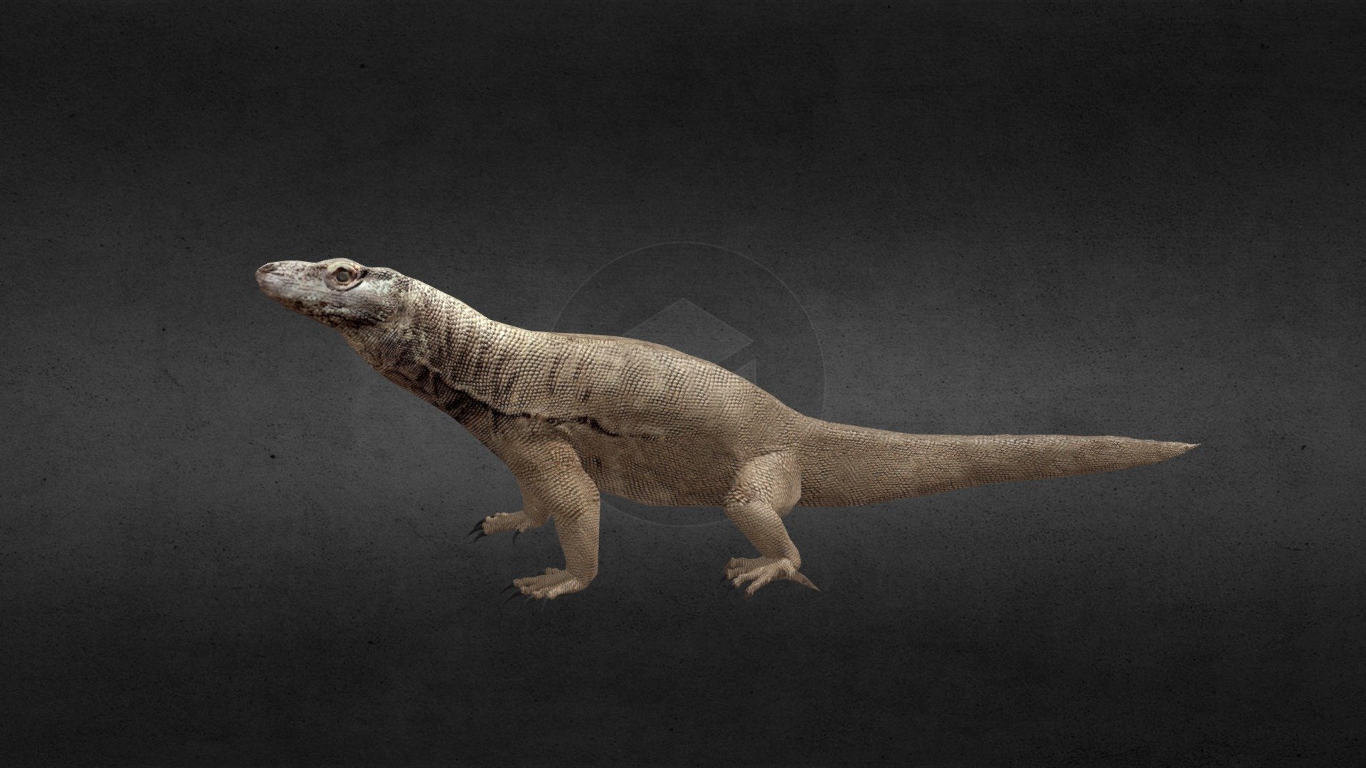 Komodo — Sketchfab embed 3D viewer
