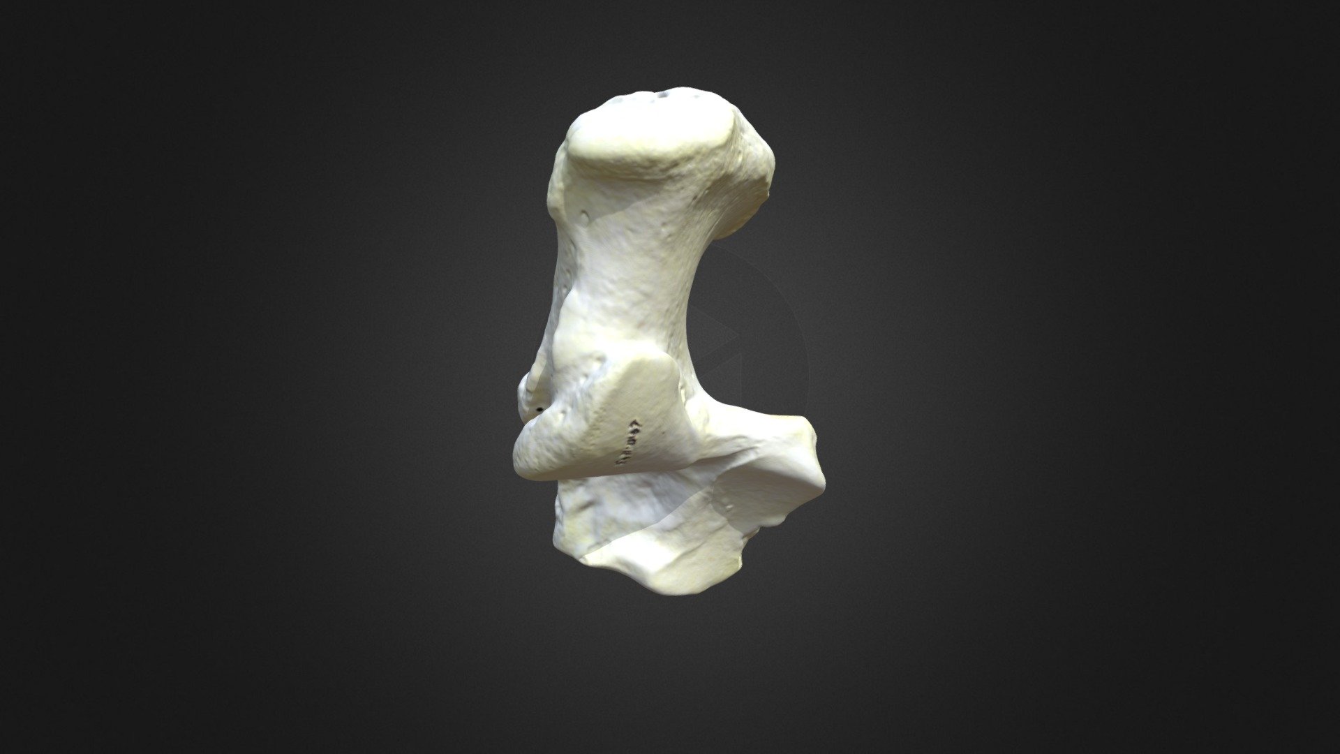 G. gorilla gorilla, calcaneus (right hindlimb)