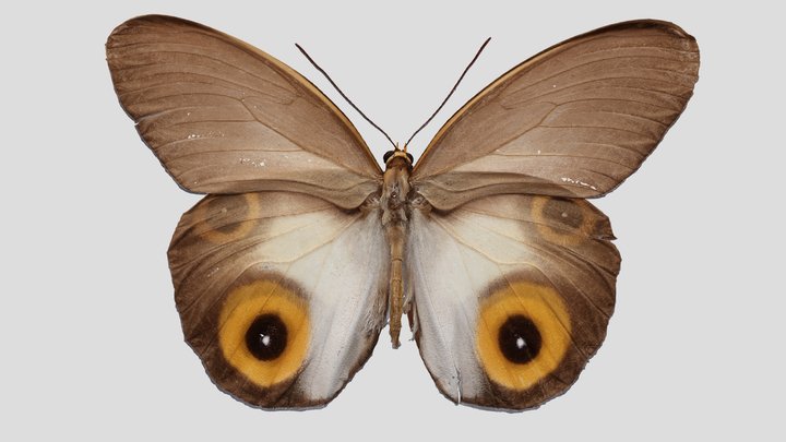YPM ENT.417406 Butterfly, Taenaris macrops – Kostenloses 3D-Modell STL