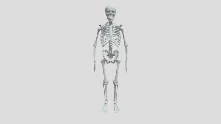 Skeleton 3D Model