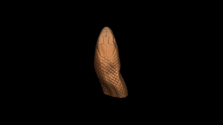 Pseudonaja textilis | eastern brown snake | head 3D Model