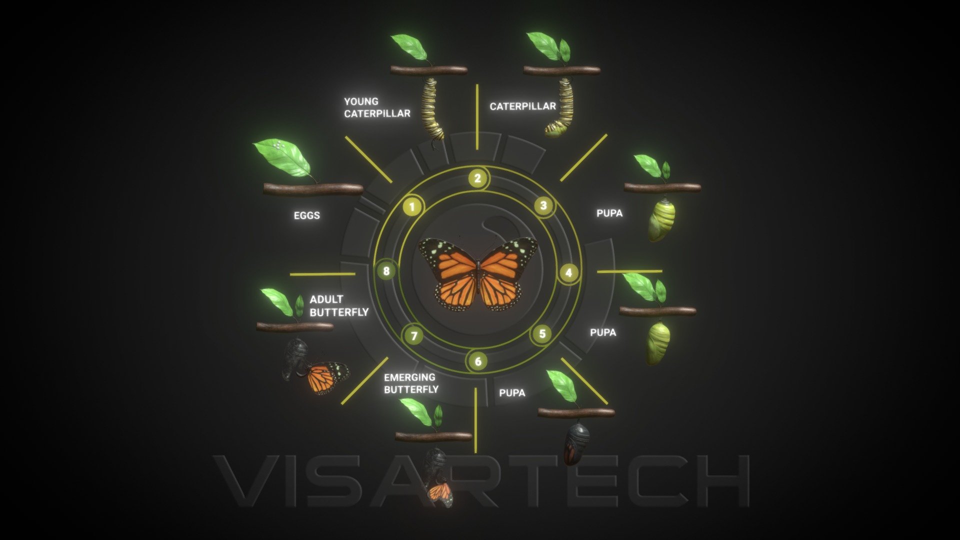 Download Monarch Butterfly Life Cycle 3d Model By Visartech Visartech A3d0794