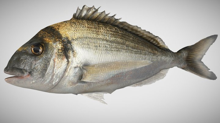 Bream Fish ( Dorade Royale) 3D Model