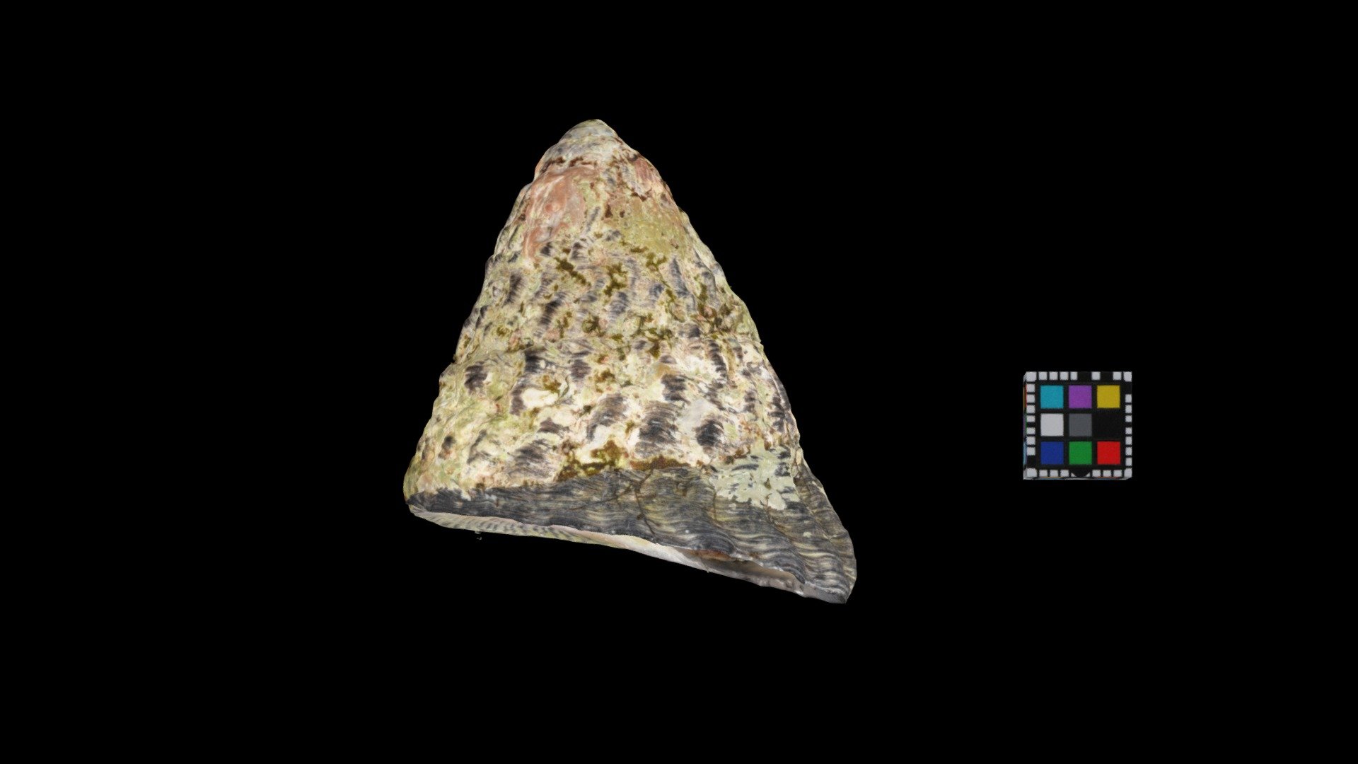 オオコシダカガンガラ Omphalius pfeifferi carpenteri