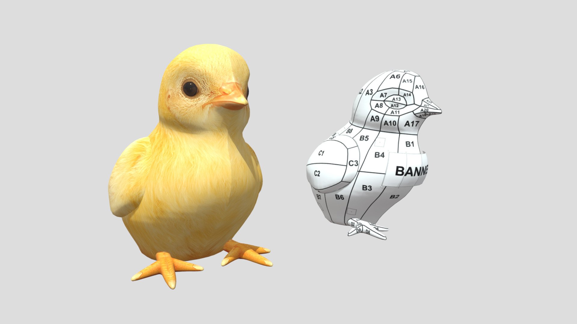 Guia Pollito - 3D model by Daniel Rueda (@daniel.rueda.2003) [a3d3492 ...