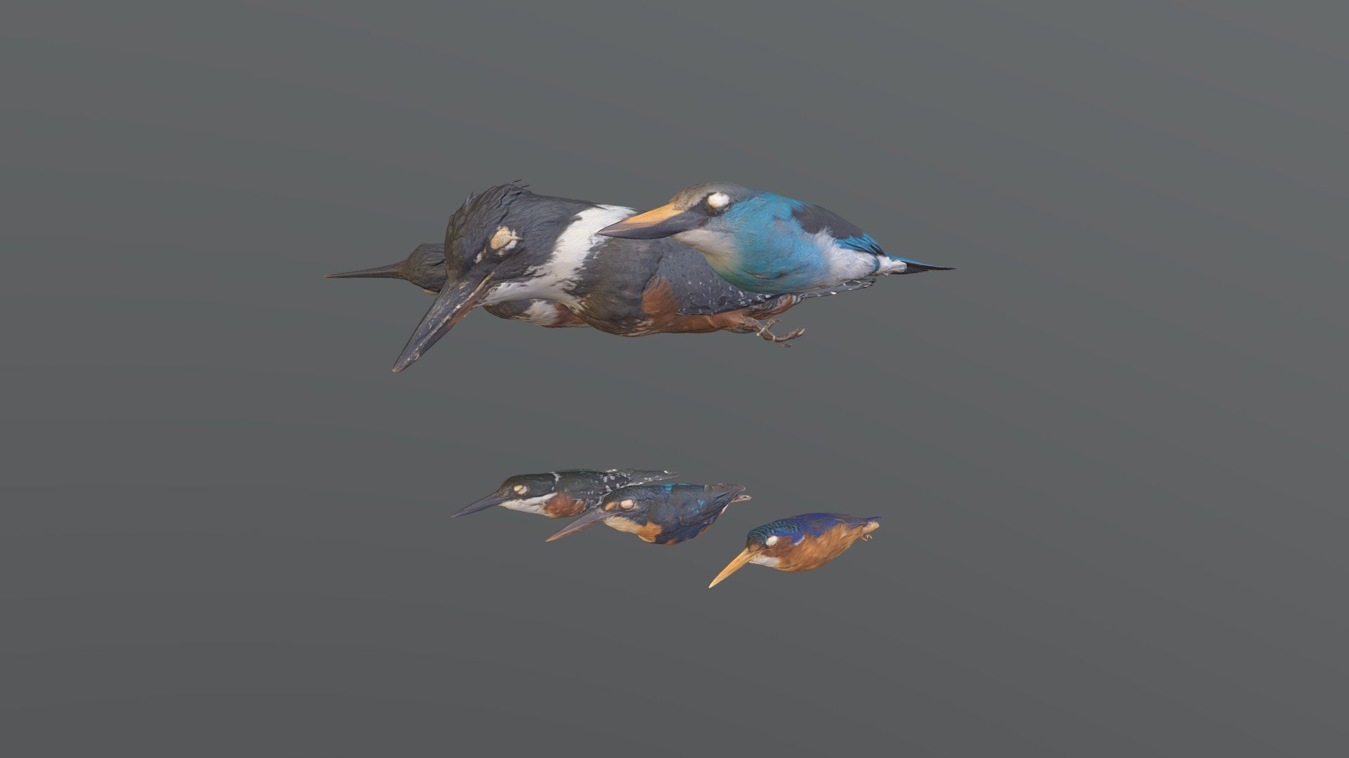 Kingfisher Coalition
