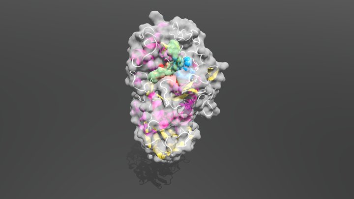 Amylase bound to amylose 3D Model