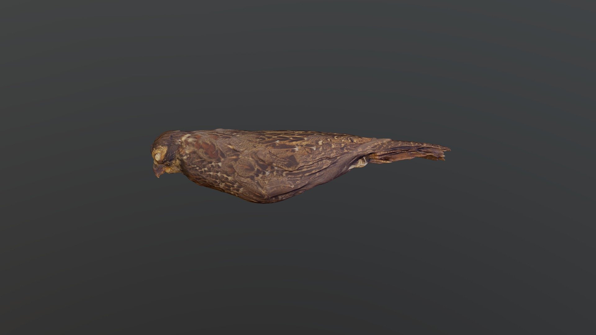 Long-tailed Wood-Partridge - Dendrortyx macroura
