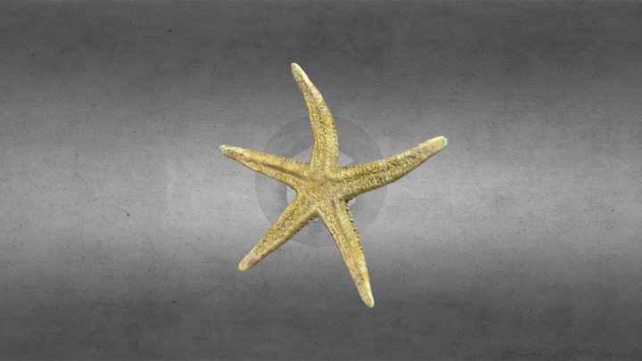 Starfish 3D Model