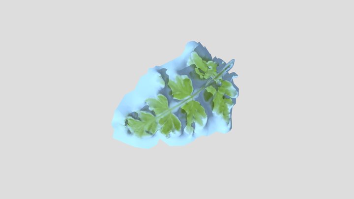 Fern01 3D Model