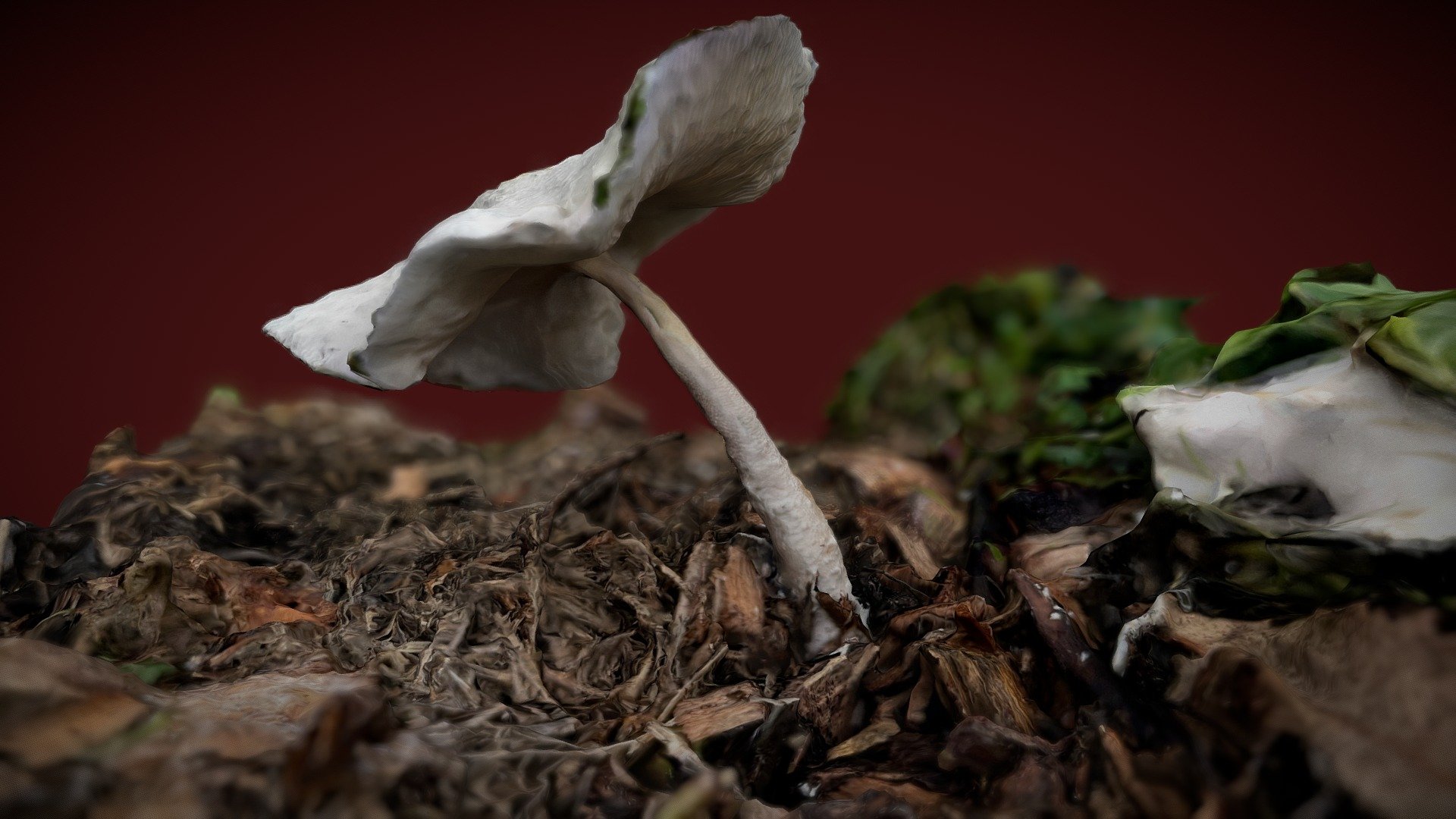 Fungi with Polycam photomode