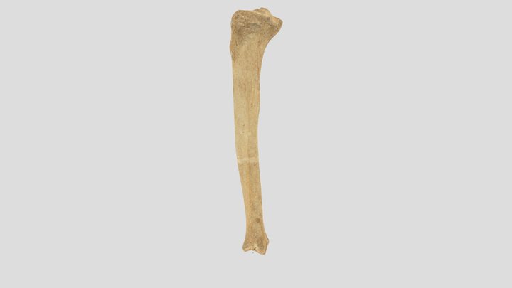 KJ_2_left_tibia 3D Model
