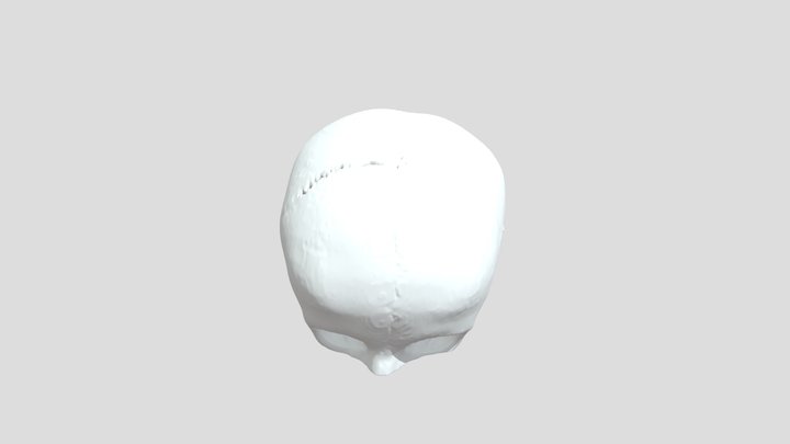 Skull 3D Model