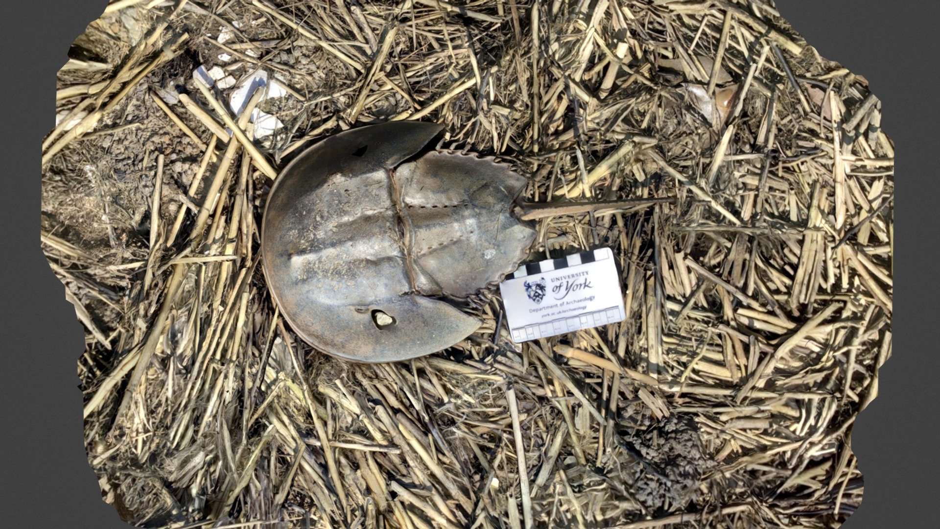 Small horseshoe crab