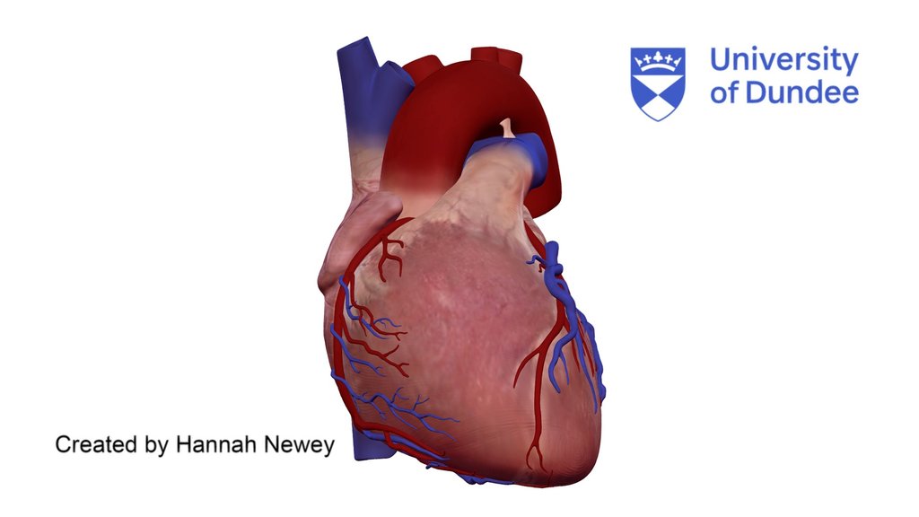 Cardiac Anatomy: External view of human heart