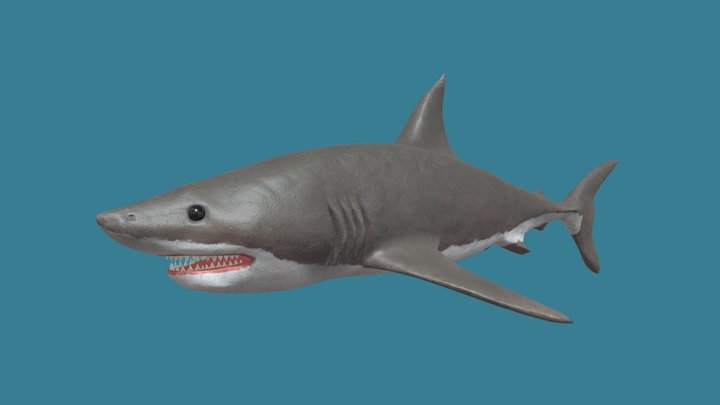 Generic Shark 3D Model