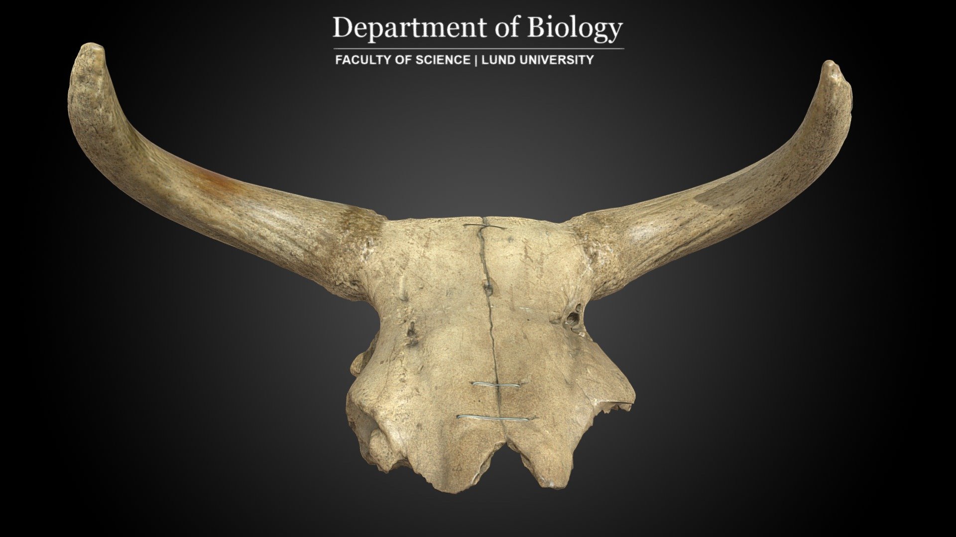 Cranium of Aurochs (Bos primigenius) - 3D model by 3D Lab - Department ...