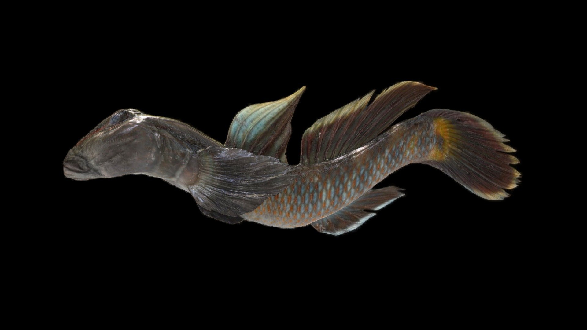 Freshwater Goby No.3