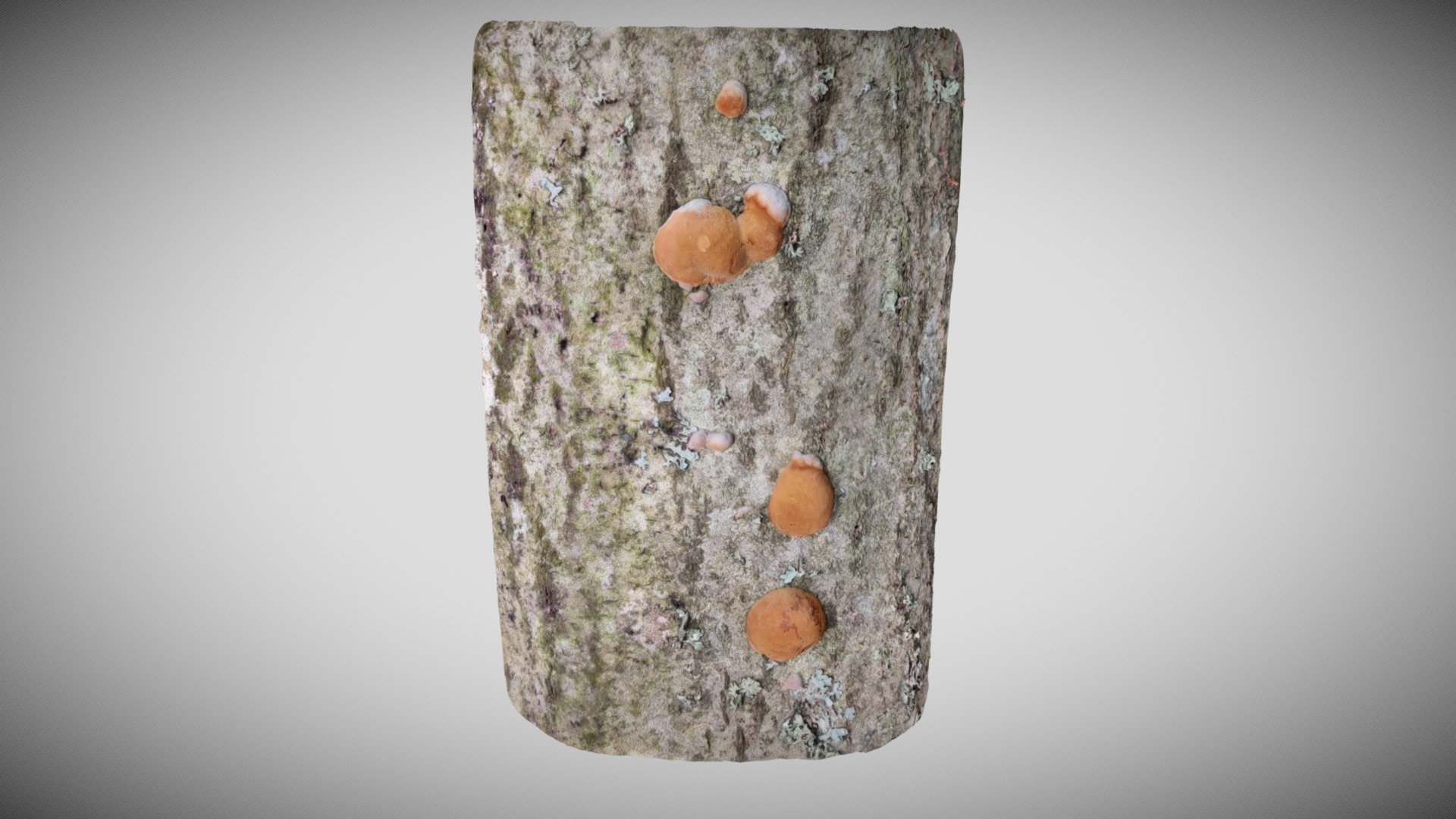 Young Phellinus sp.