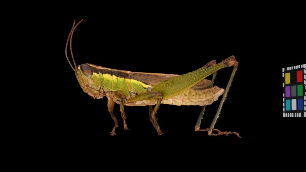 CC0 コバネイナゴ 🦗 ♂ Short-winged Rice Grasshopper