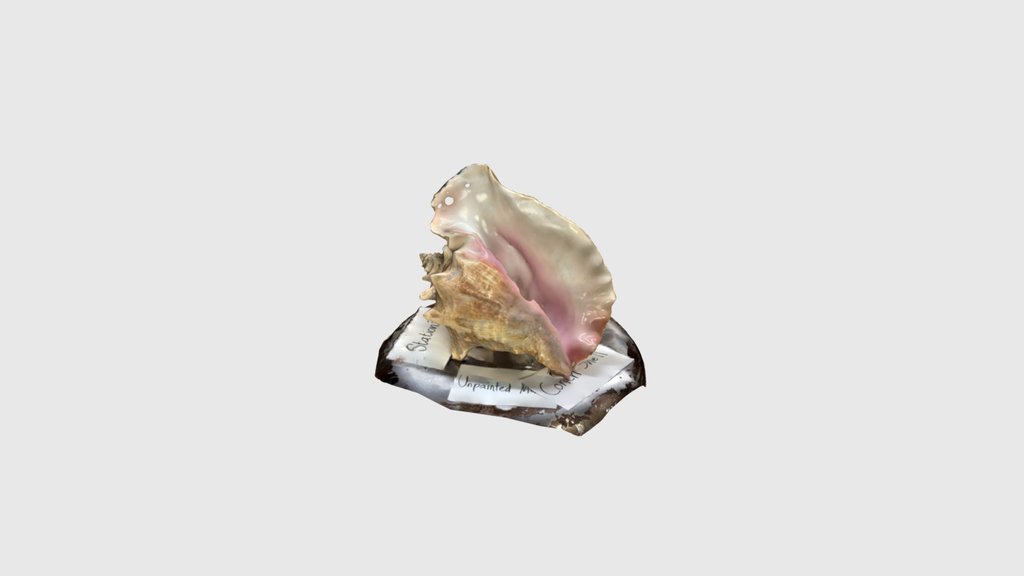 Conch shell