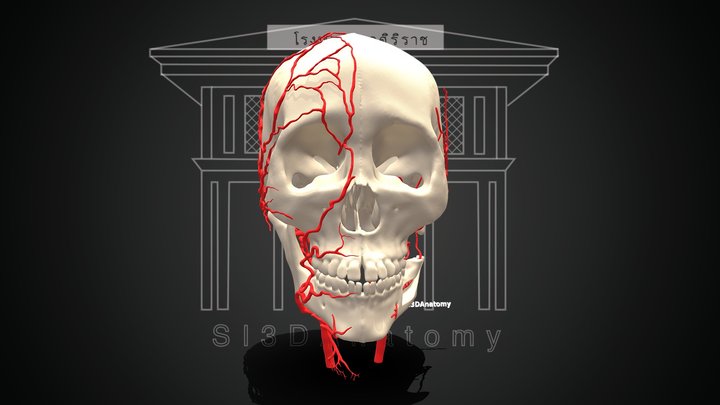 Head and Neck Artery 3D Model