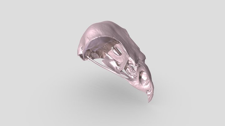 bird skull