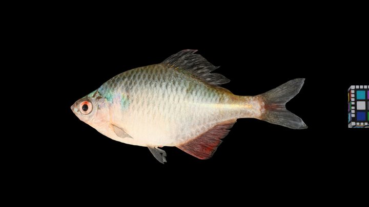 Fish - A 3D model collection by baxterbaxter - Sketchfab