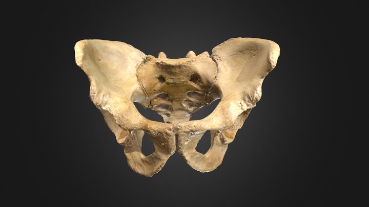 Male Pelvis / Pelvis 3D Model