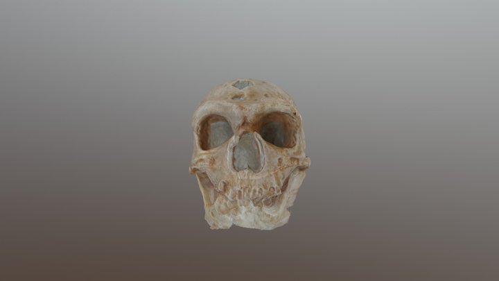 moulage homo néanderthalis 3D Model