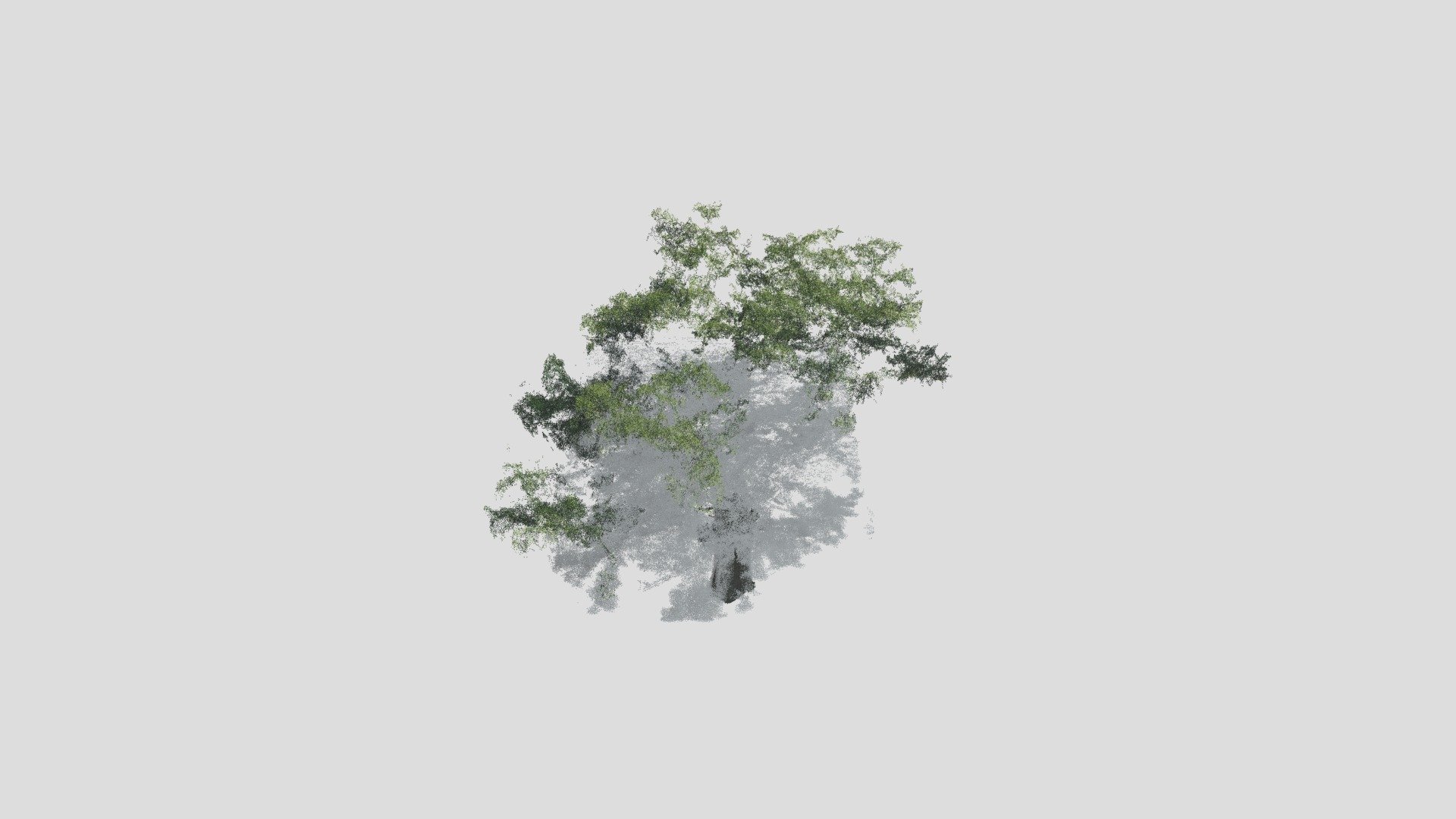 Chestnut_Tree