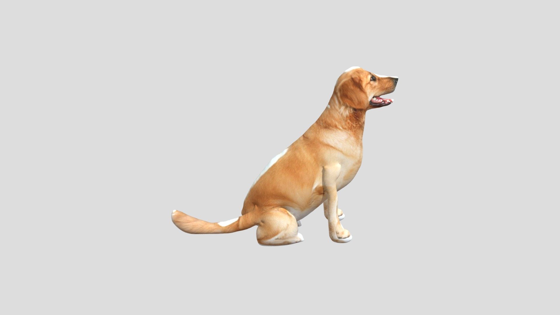 dog2